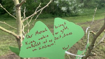 Botschaft im neu gepflanzten Ginkgo-Baum